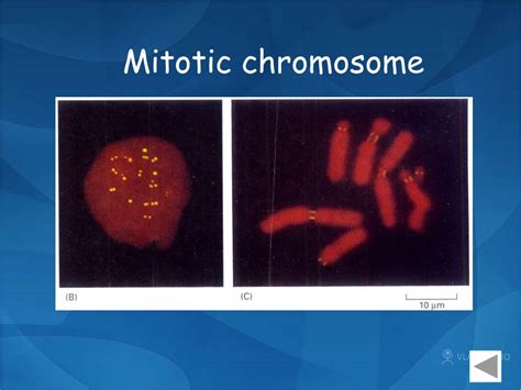 Ppt Section D Prokaryotic And Eukaryotic Chromosome Structure Powerpoint Presentation Id