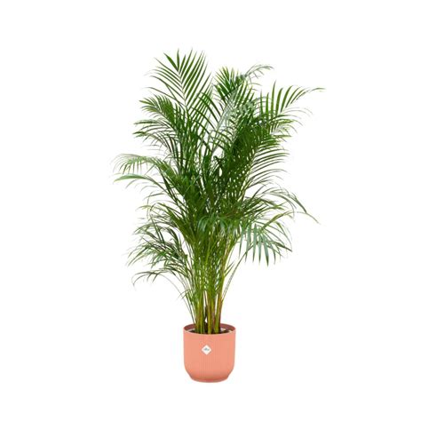 Areca Palm elho Vibes Fold Round roze Ø30 180cm kopen Shop bij fonQ