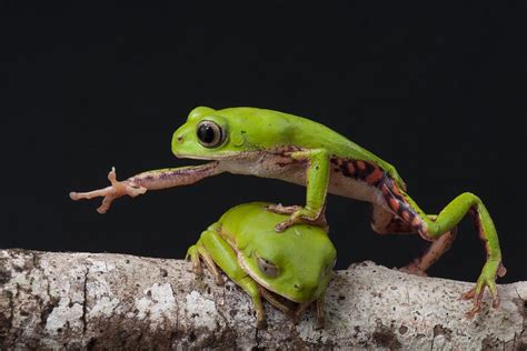 Escape From A Frog's Stomach | A Moment of Science - Indiana Public Media