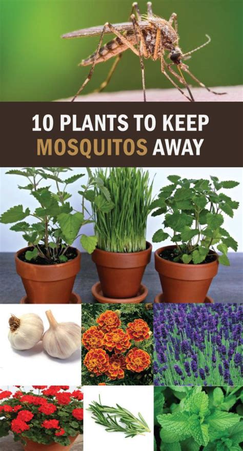 10 Plants To Keep Mosquitos Away Todayhealth Растения Выращивание