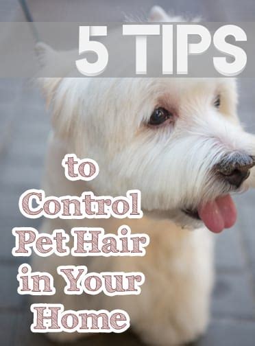 5 Tips To Control Pet Hair In Your Home How To Build It