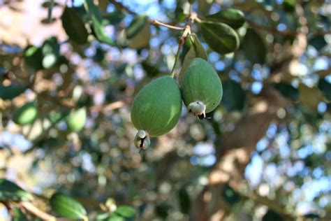 Piante Commestibili Frutti Che Non Pensavi Di Poter Mangiare Agrodolce