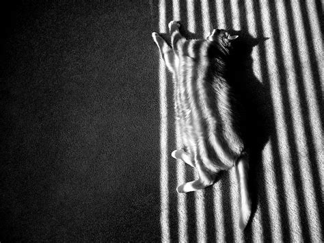 Striped Cat Free Photo Download | FreeImages