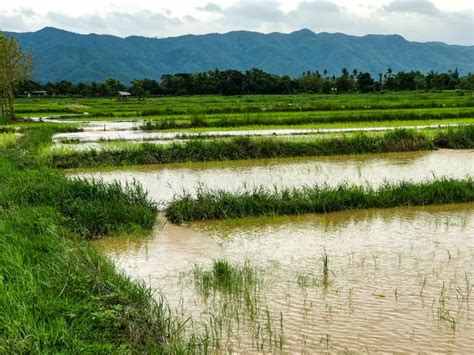 Agriculture Rice Field Flooded Damage Stock Photo Image Of Drainage