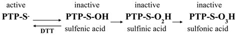 Oxidation Steps Of Ptp Catalytic Cysteine Residue The Cysteine Residue