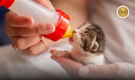 Como Cuidar Y Alimentar A Gatitos Reci N Nacidos Ka Salud Integral By