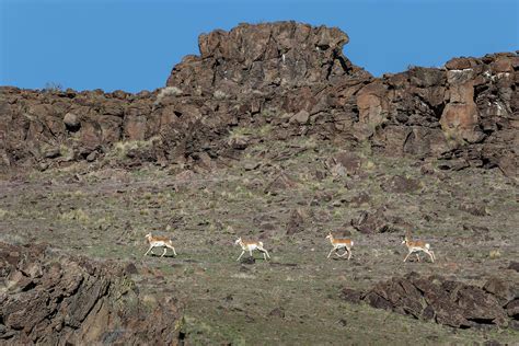 Pronghorn And Rock Formation Photograph By Randy Robbins