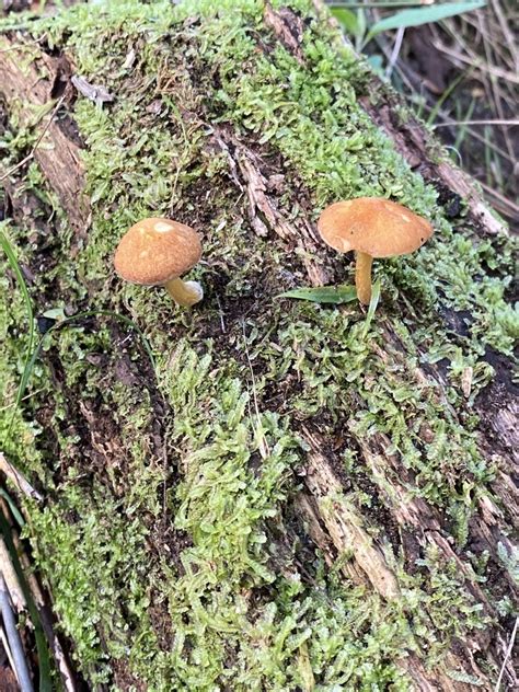 Common Gilled Mushrooms And Allies From Valley Conservation Reserve