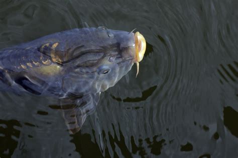 How To Catch Carp Tips And Tactics For Beginners Outdoor Life