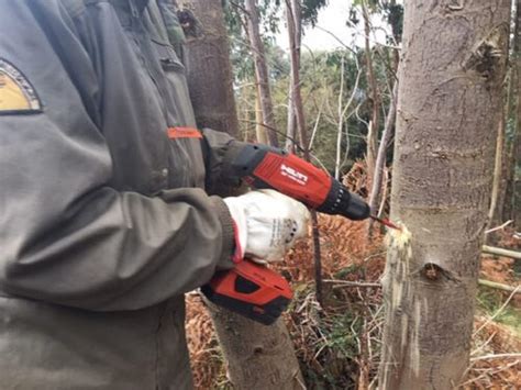 ESTAS SON LAS FORMAS DE CÓMO SECAR UN ÁRBOL