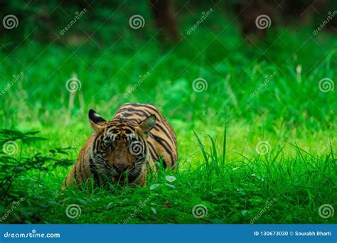 A Male Tiger Cub Relaxing In Nature When Forest Converted In A Green