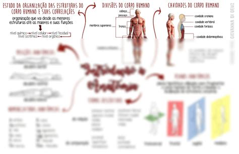 SOLUTION Mapa Mental Introdu O Anatomia Studypool