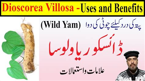 Dioscorea Villosa Q 30 Homeopathic Medicine Uses In Hindi Gall