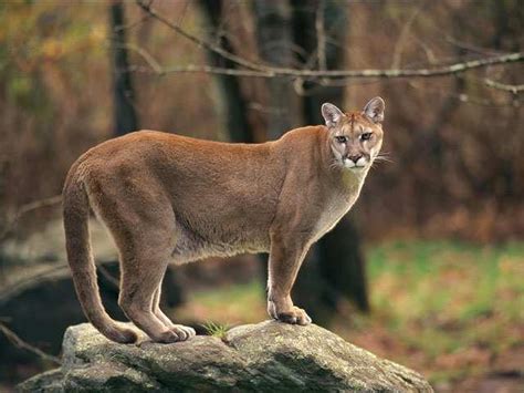 Mountain Lion | Animal Wildlife