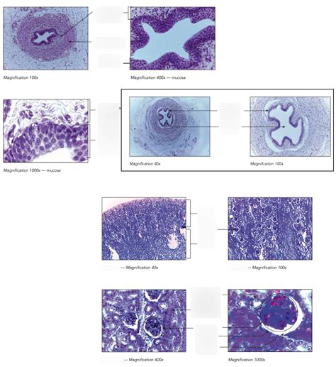 Urinary Histology Diagram Quizlet