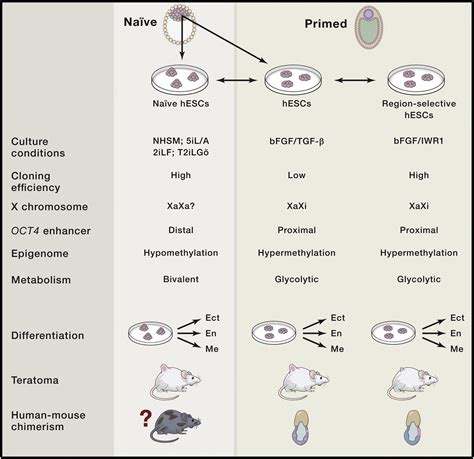 Stem Cells A Renaissance In Human Biology Research Cell