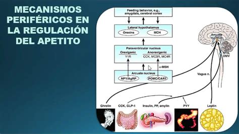 FISIOLOGÍA DEL APETITO YouTube