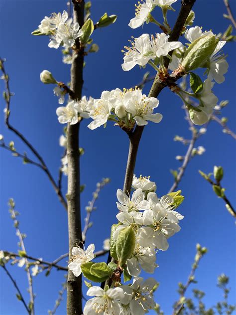 Flor De Manzana Florecer Primavera Foto Gratis En Pixabay Pixabay