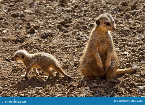 Meerkat Kalahari Desert Botswana Stock Photo Image 24062050