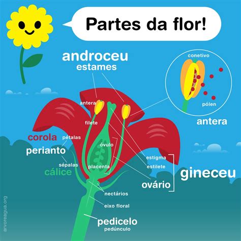 Tudo Sobre A Flor E A Organografia TUDO SOBRE A FLOR ORGANOGRAFIA