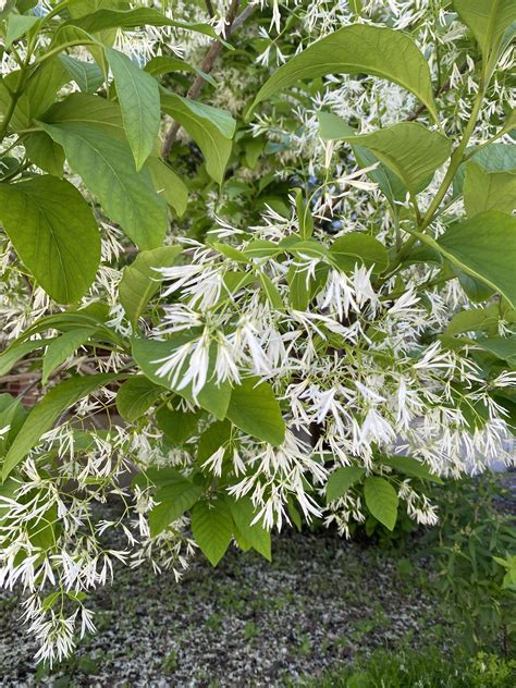 Does Anyone Know If The Flowers Of Fringe Trees Are Edible Foraging