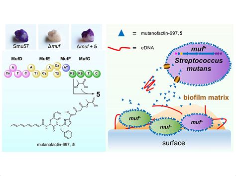 dental plaque biofilm