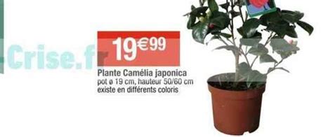 Promo Plante Cam Lia Japonica Chez Cora Icatalogue Fr