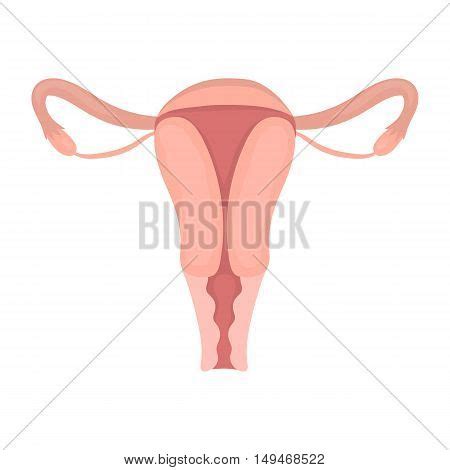 Uterus Icon Cartoon Vector Photo Free Trial Bigstock