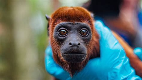 ¡un Aullido De Libertad Monos Aulladores Rojos Regresan Al Bosque