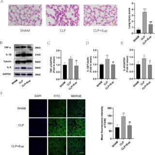 Effects Of Eupatilin On JAK2 STAT3 Signaling Pathways In RAW264 7