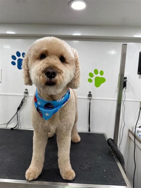 Mobile Pet Grooming Davie Dog Grooming Davie