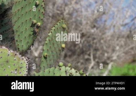 Prickly Pear Cactus In The Landscape On Espanola Island In The