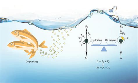 Frontiers The Evolution Of Alternative Buoyancy Mechanisms In