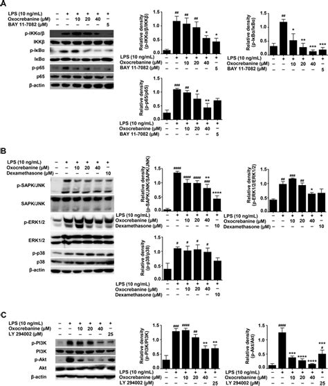 Effect Of Oxocrebanine On Nf κb Mapk And Pi3kakt Signalling Pathway Download Scientific