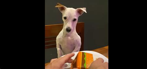 Ce Chien Se Met En Col Re Pour Une Raison Hilarante