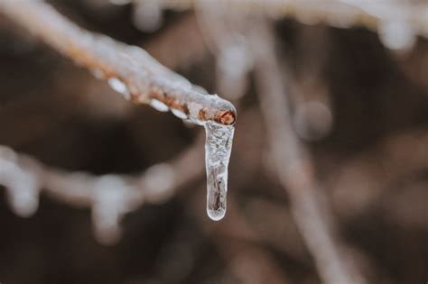 Science Of The Freeze Response Lifecentre