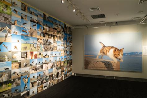 東京ソラマチの郵政博物館で「飛び猫写真展」開催中。2月22日は猫の日記念の小型印サービス 飼い猫たちの「もふあつめ展」も同時開催 トラベル