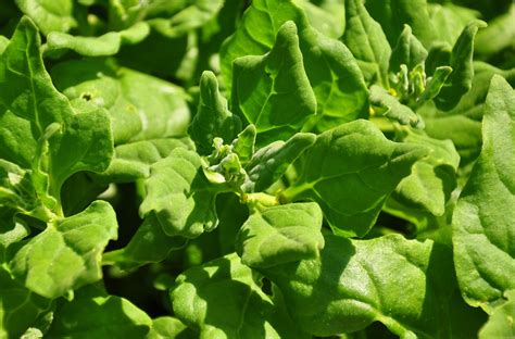 Open Pollinated New Zealand Spinach Tetragonia Tetragonioides