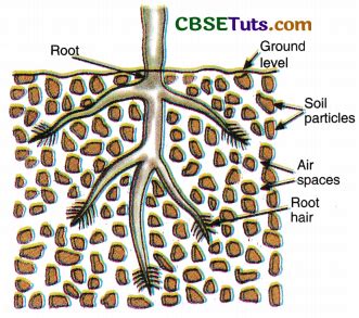 What is Respiration in Plants: Process and Overview - CBSE Tuts