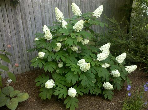 When To Prune Oakleaf Hydrangea At Patrick Jamie Blog