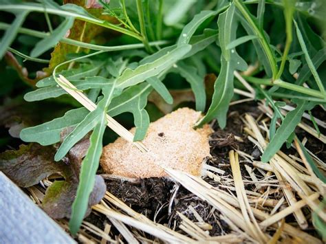 What IS That?! Dog Vomit Fungus: The Weird Slime Mold in Your Garden – Garden Betty