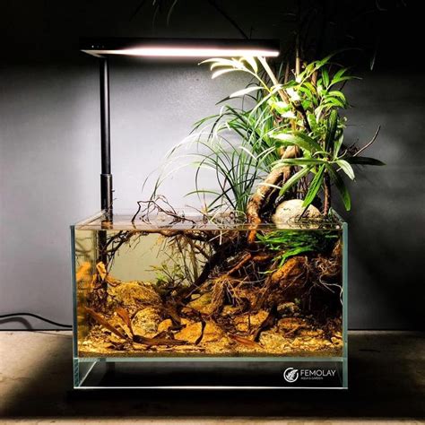 Pin By Natalia En On Aquarium In 2023 Biotope Aquarium Aquarium