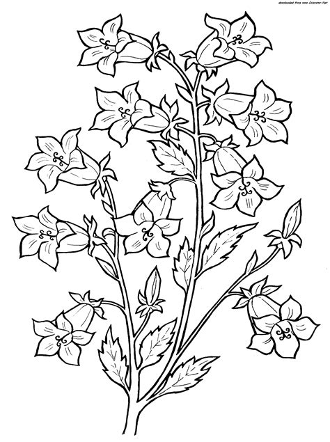 Blue Bell Flower Coloring Pages