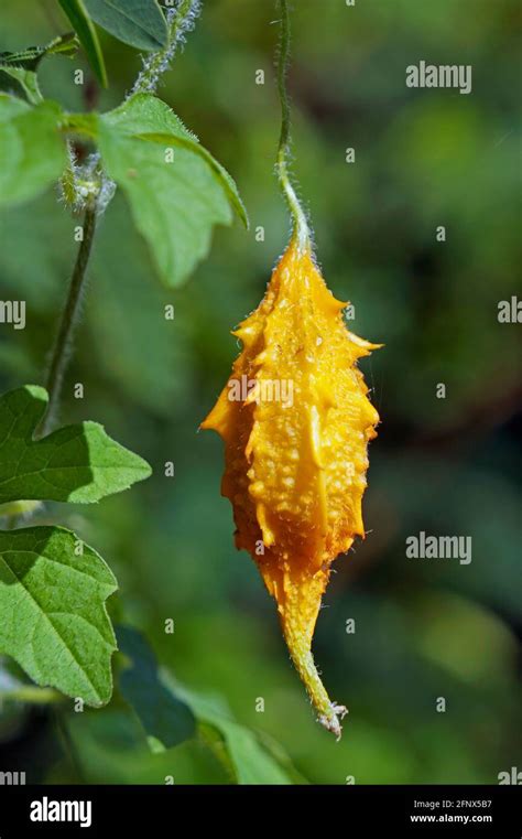 Plante De Melon Amer Banque De Photographies Et Dimages à Haute