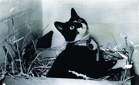 unsinkable sam  wwii cat  survived  sinking ships