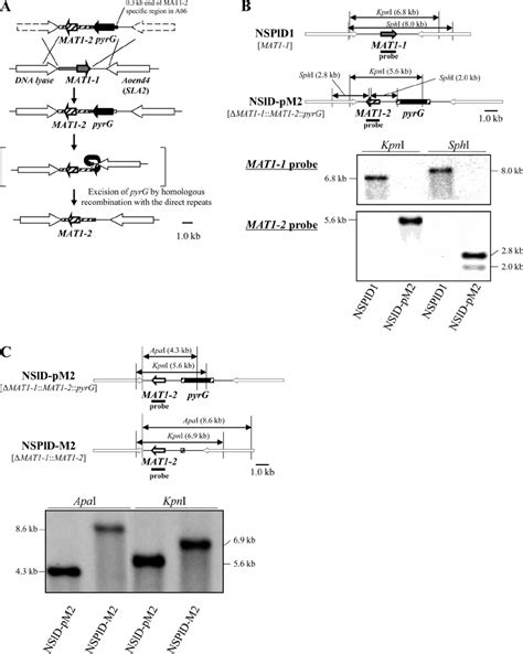 Replacement Of The Mat1 1 Gene A Strategy For Replacement Of The