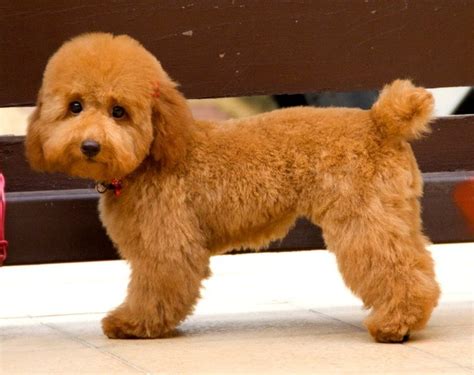 Toy Poodle Teddy Bear Cut Pictures | Wow Blog