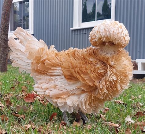 Frizzle Chicken And Egg Faq Pip And Grow