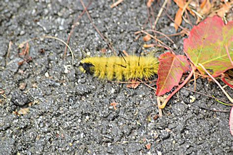 nature tales and camera trails: American Dagger Moth Caterpillar for Saturday Critters