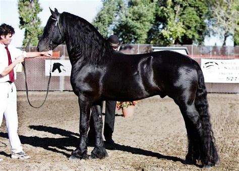 Friesian Sporthorse Info, Origin, History, Pictures